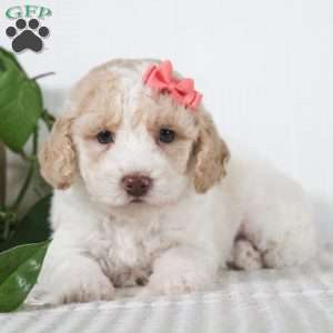 Carmel, Miniature Poodle Puppy